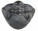 Wide Enrolled Pedinopariops (Phacops) Trilobite #56535-1